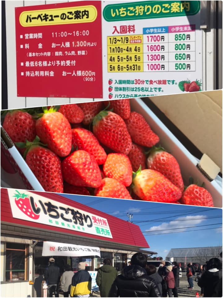 和田観光苺組合のいちご狩り 店長ブログ 浜の駅松川浦